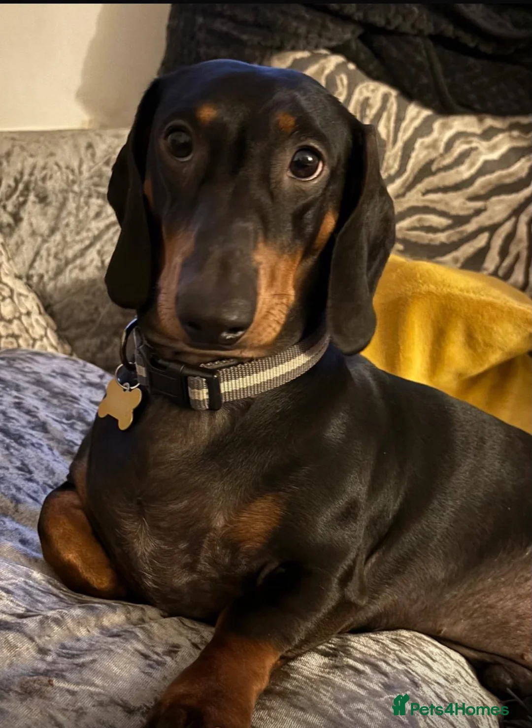 Dachshund dogs for stud: Standard Black and Tan - Advert 2