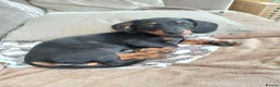 Miniature Dachshund dogs for sale: Gus Cosgrove in Glasgow - Advert 3