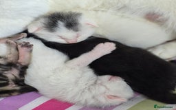 British Shorthair cats for sale: Boy kitten - Image 6