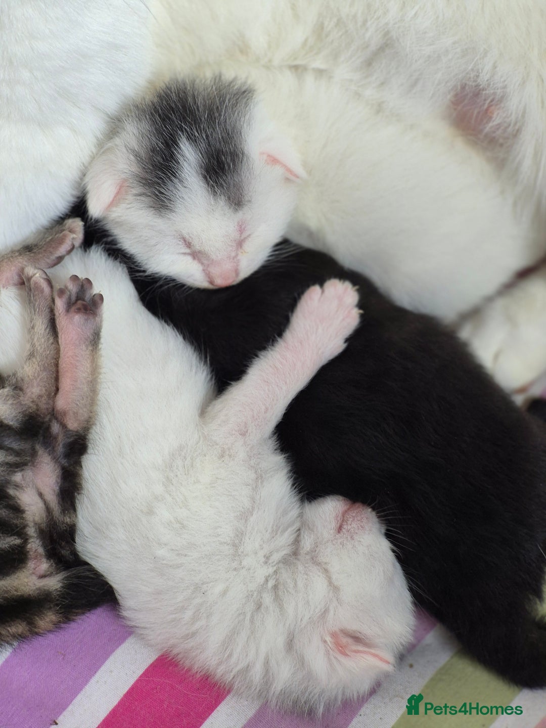 British Shorthair cats for sale: Boy kitten - Image 6