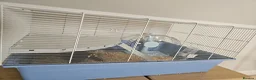 Hamster rodents for sale: Dwarf Hamster with full cage setup in Welwyn - Advert 4
