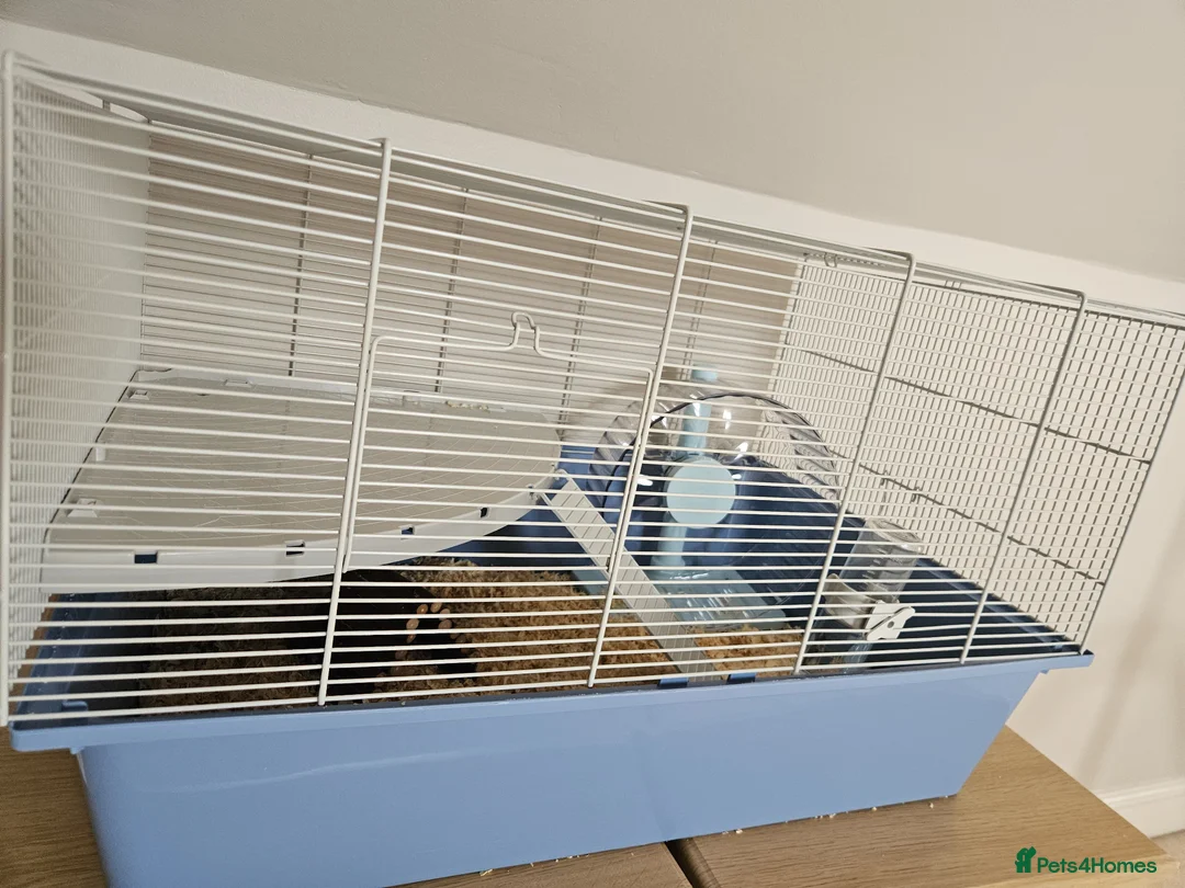 Hamster rodents for sale: Dwarf Hamster with full cage setup in Welwyn - Advert 4