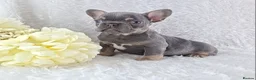 French Bulldog dogs for sale: Stunning Quality French Bulldog Puppies  - Advert 17