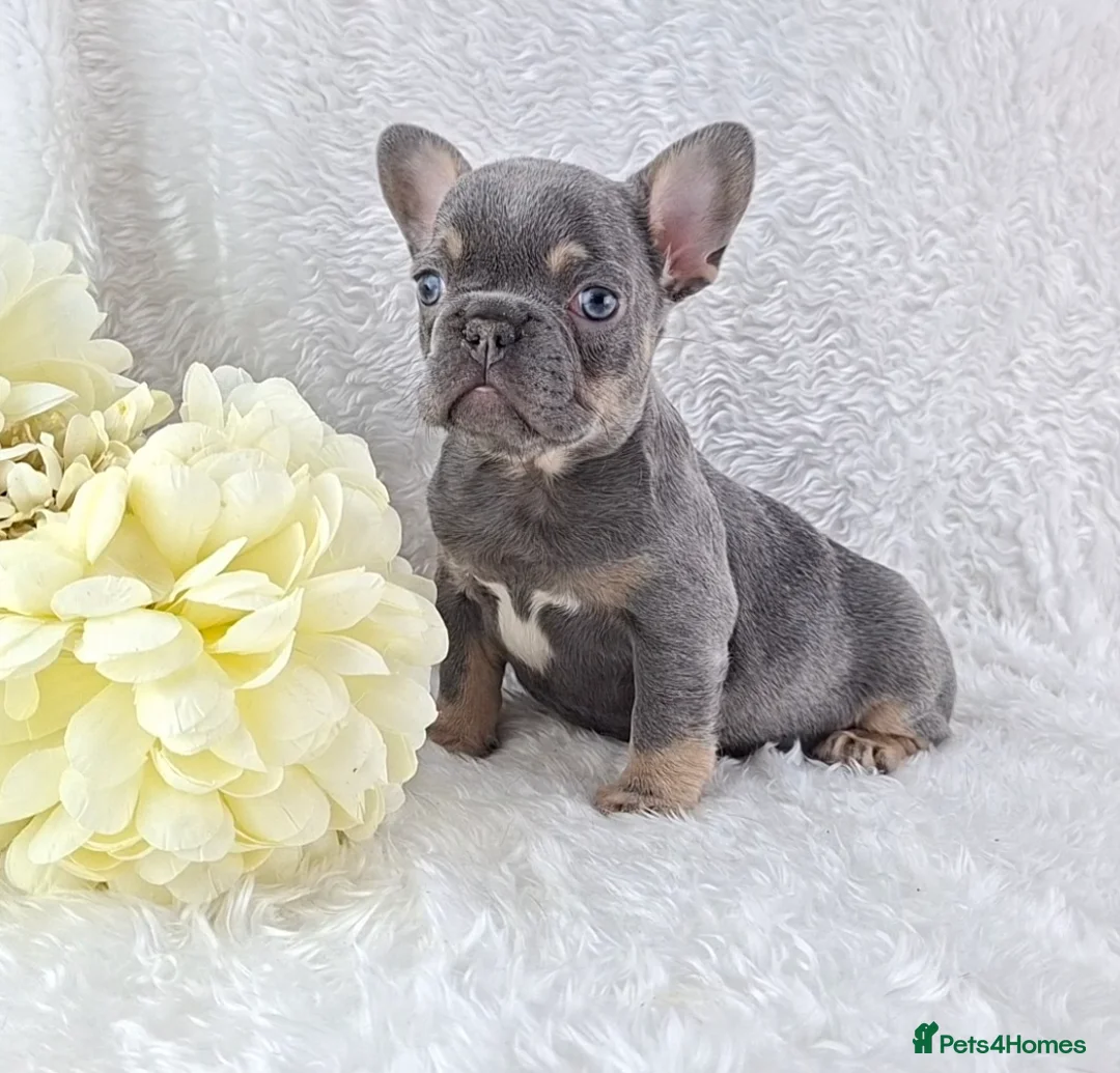 French Bulldog dogs for sale: ❣️REDUCED❣️Stunning Quality French Bulldog Puppies - Advert 23