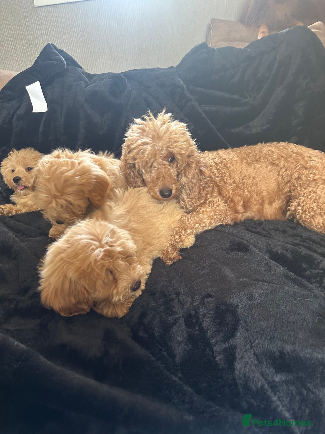 Cavapoo dogs for sale: Cavapoos from extensive health tested parents - Image 5