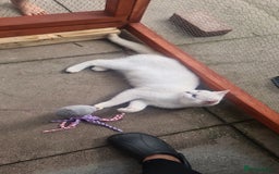 British Shorthair cats for sale: TICA REG silver tipped bsh - Image 8