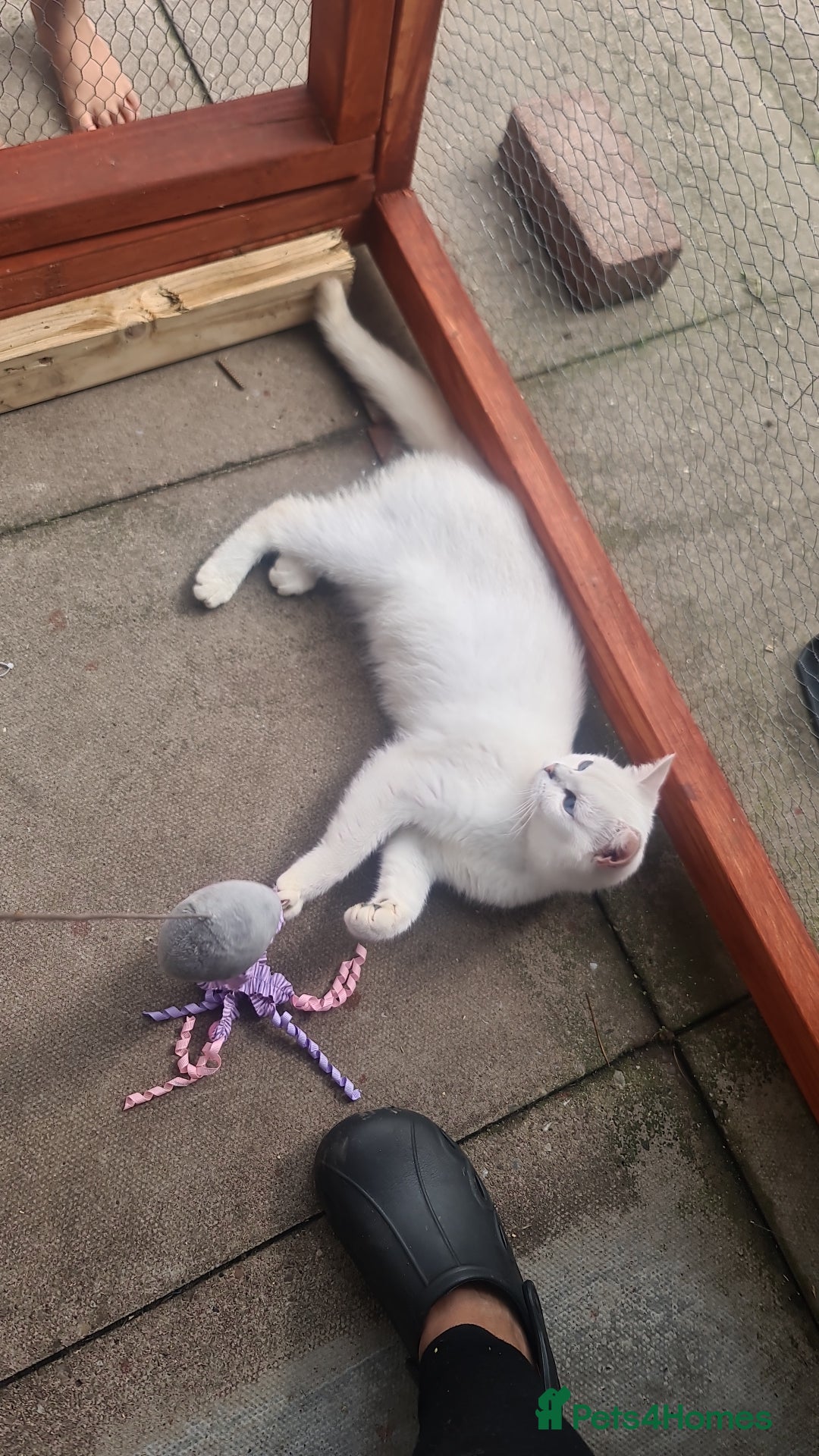 British Shorthair cats for sale: TICA REG silver tipped bsh - Image 8