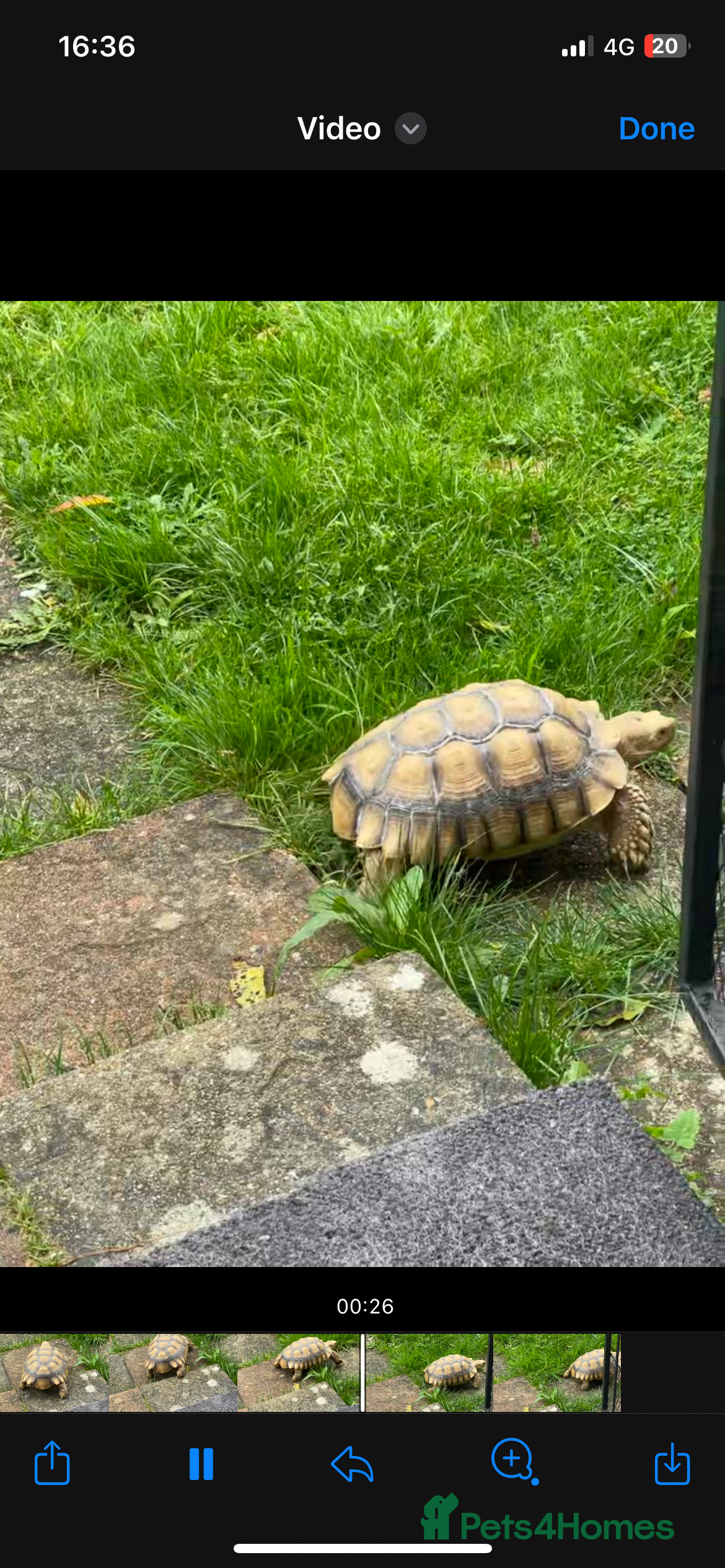 Tortoise reptiles Sulcata tortoise  - Advert 4