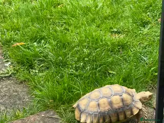 Tortoise reptiles Sulcata tortoise - Advert 14