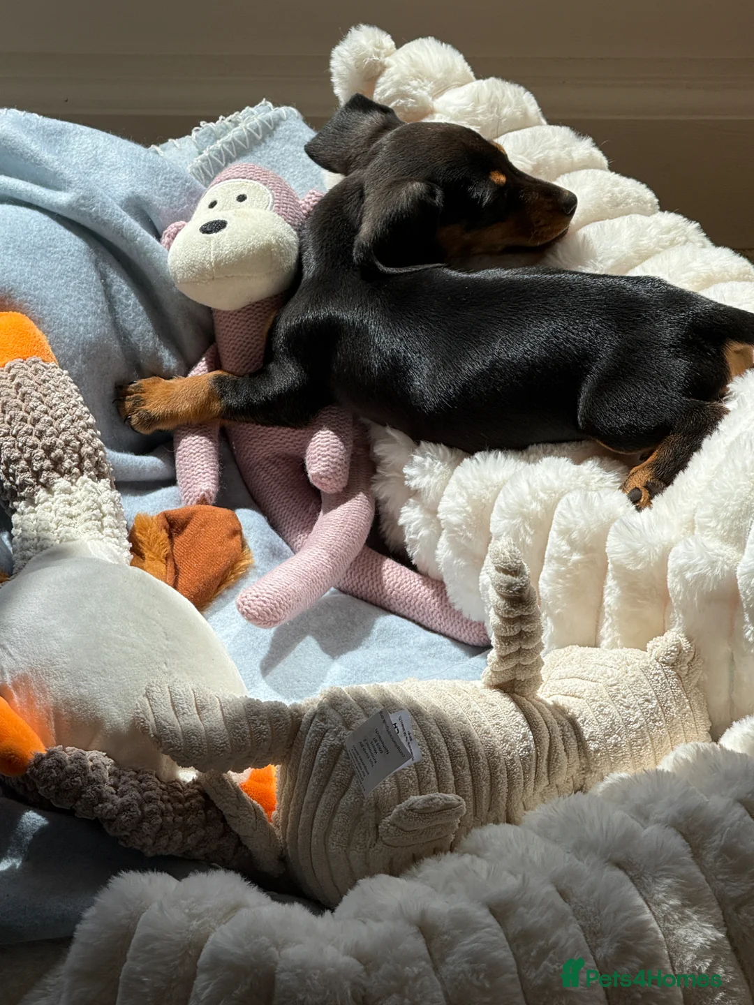 Miniature Dachshund dogs for sale: Miniature dachshund  - Advert 2