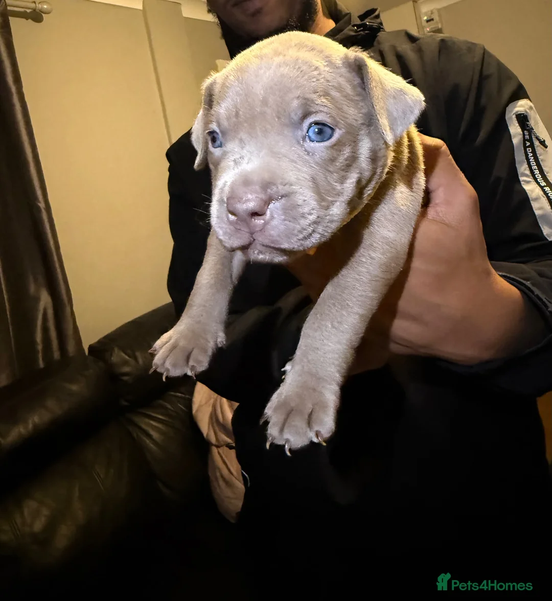 Mixed Breed dogs for sale: 6 Beautiful pups in Swanley - Advert 8
