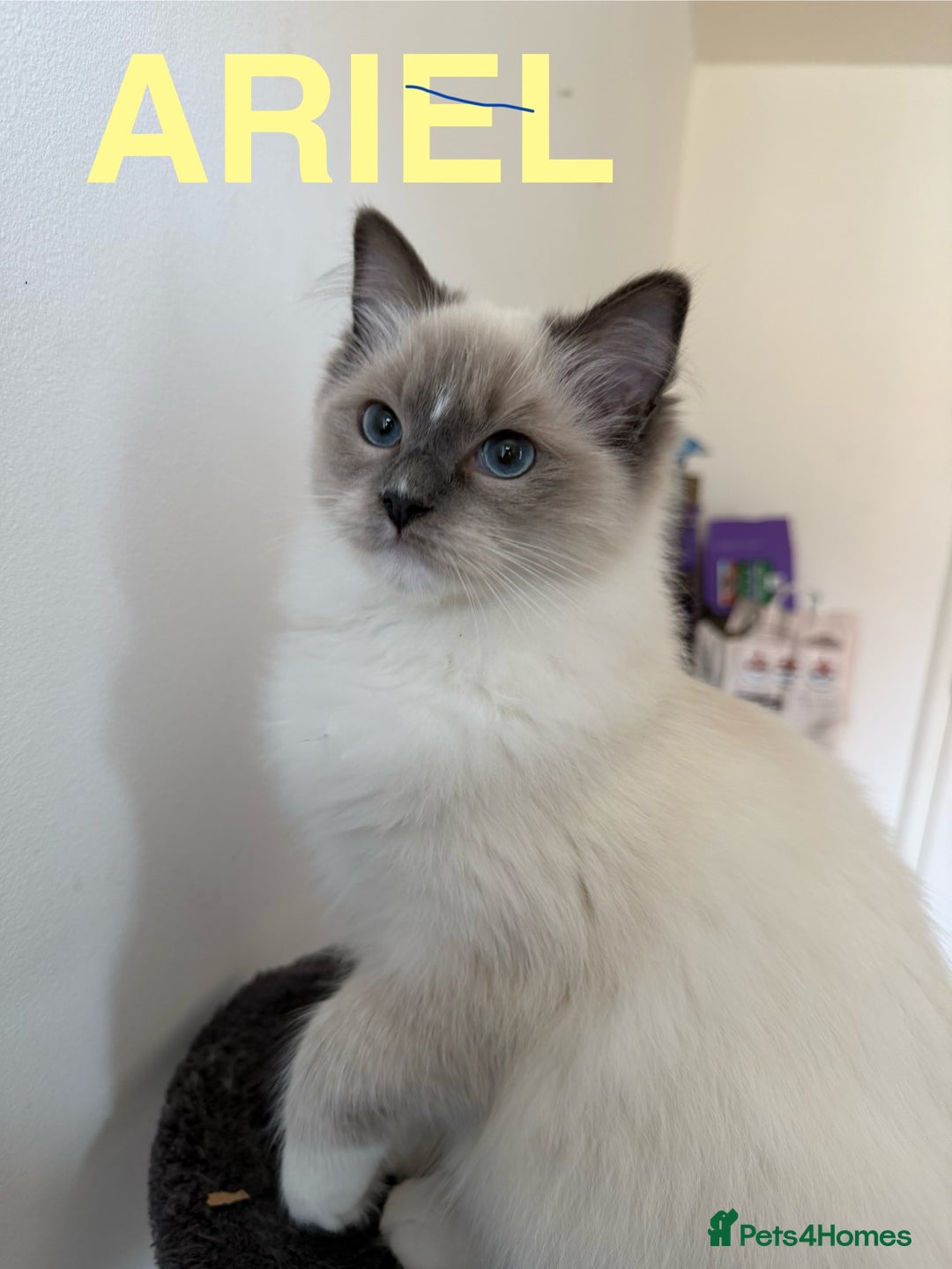 Ragdoll cats for sale: Ragdoll Kittens Looking for Their Forever Homes  - Image 18