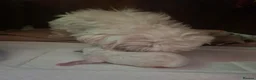 Maltese dogs for sale: EXQUISITE 5STAR TOY MINIATURE KOREAN MALTESE PUPPY - Advert 31