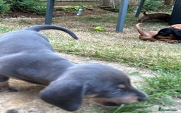 Miniature Dachshund dogs for sale: Miniature Dachshund Pups  in Banbury - Image 29