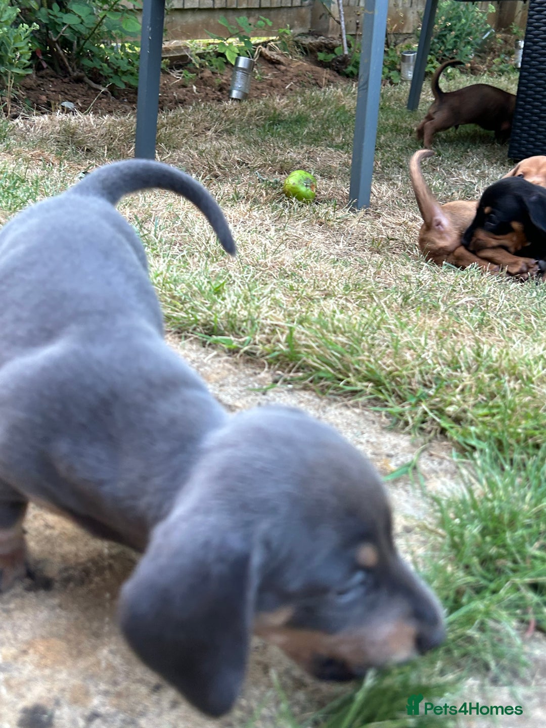 Miniature Dachshund dogs for sale: Miniature Dachshund Pups  in Banbury - Image 29