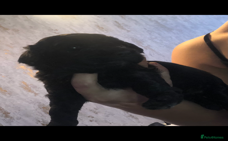Cockapoo dogs - Advert 1