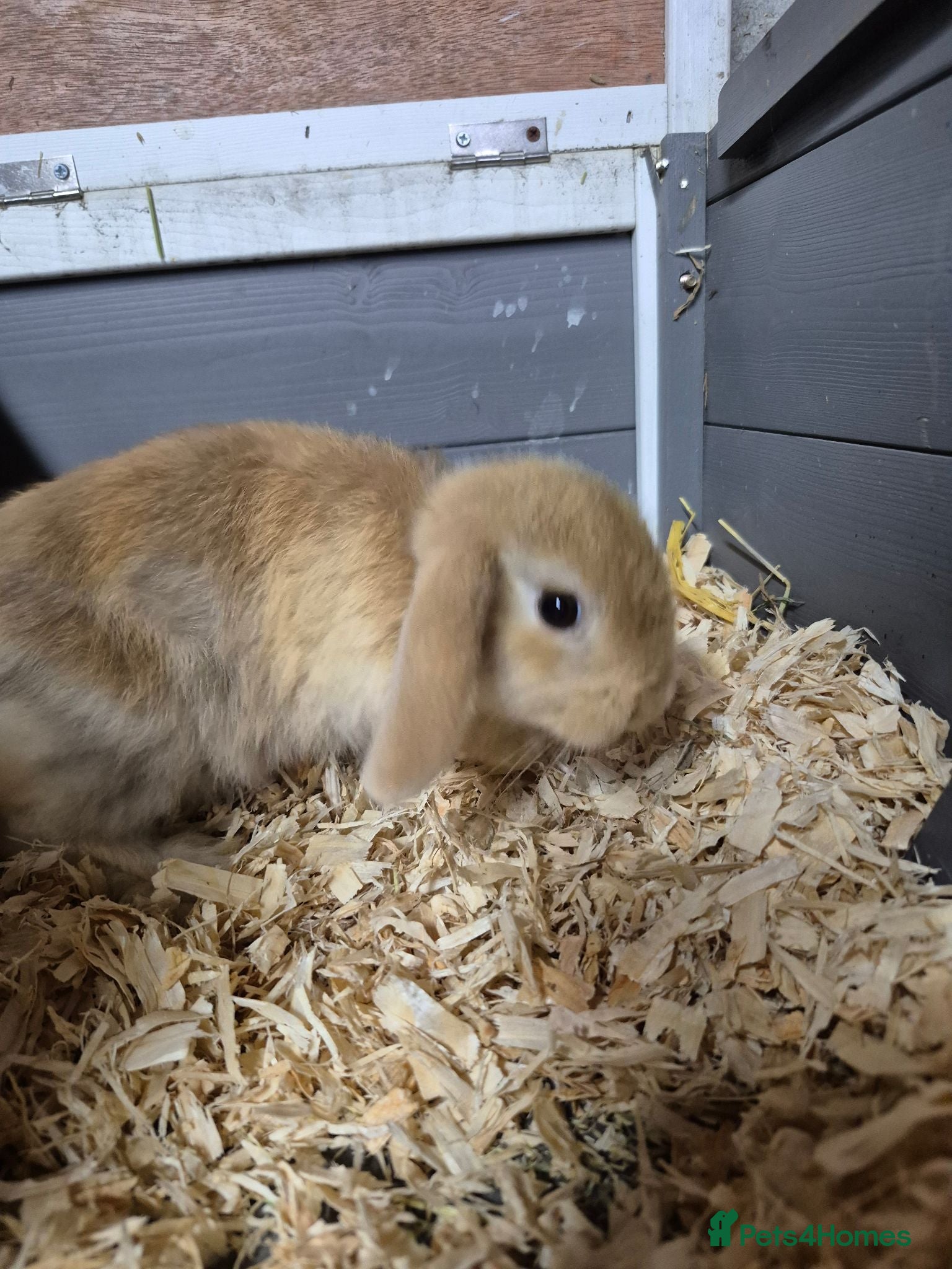 Mini Lop rabbits 11 week old holland lop doe  - Advert 1