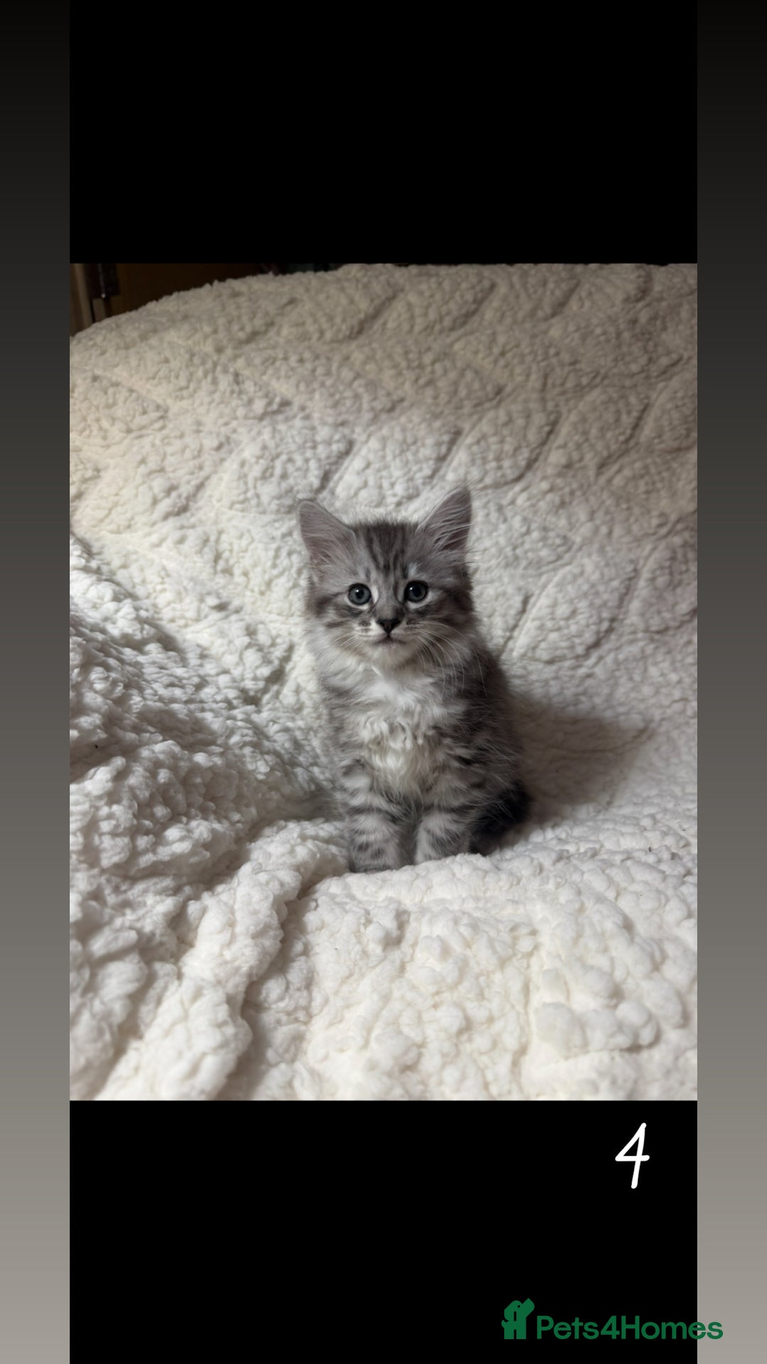 Mixed Breed cats for sale: Ragcoon X blue kittens  - Advert 4