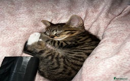 Mixed Breed cats for sale: 4 Russian Blue X Norwegian Forest mix kittens - Image 2