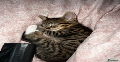 Mixed Breed cats - Advert 9