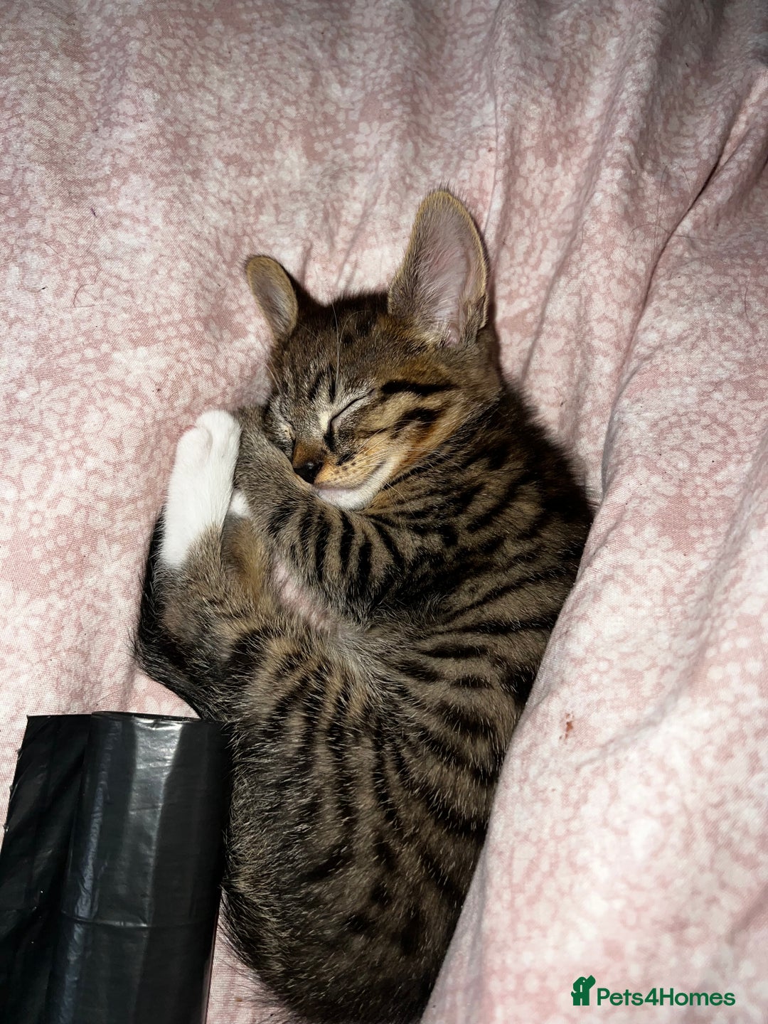 Mixed Breed cats for sale: 4 Russian Blue X Norwegian Forest mix kittens - Image 2