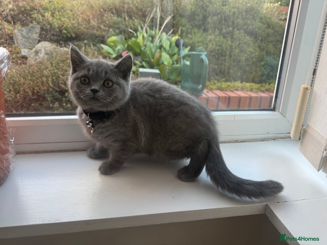 British Shorthair cats for sale: British Shorthair KITTEN - Image 4