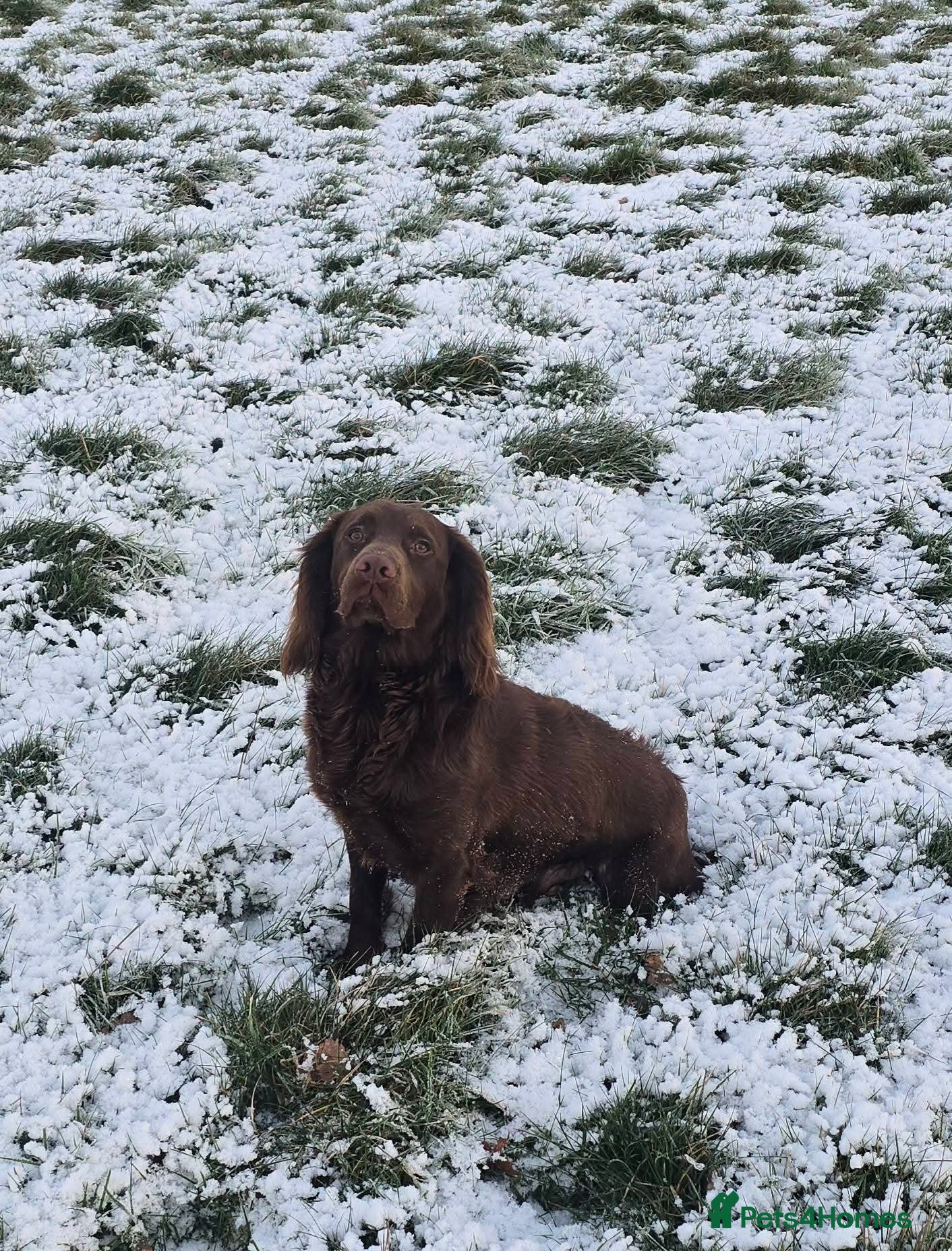 Cocker Spaniel dogs 10 month part trained cocker spaniel dog - Advert 5