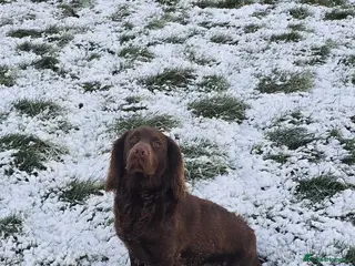 Cocker Spaniel dogs 10 month part trained cocker spaniel dog - Advert 5