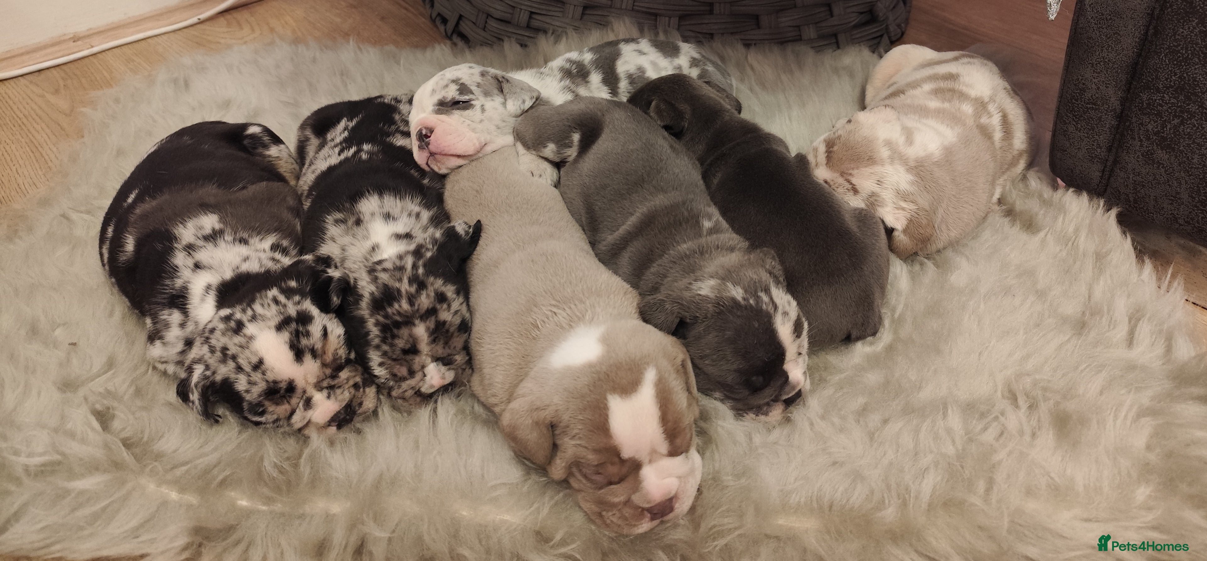 Mixed Breed dogs 🐾🐶Stunning New English Bulldog Puppies🐶🐾 - Advert 16