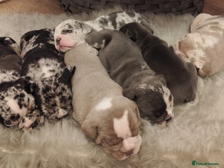 Mixed Breed dogs 🐾🐶Stunning New English Bulldog Puppies🐶🐾 - Advert 1