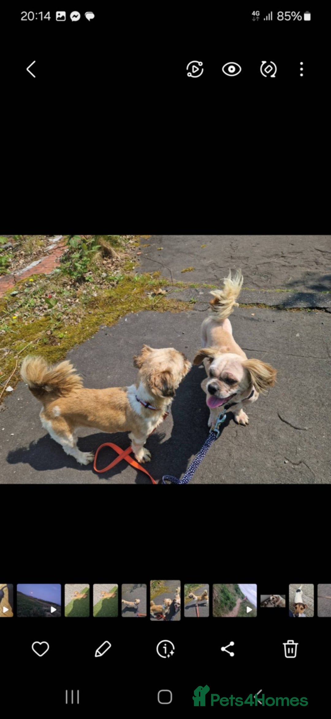 Shih Tzu dogs for sale: Shih tzu male - Advert 2