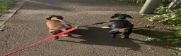 Miniature Dachshund dogs for sale: Beautiful Miniature Dachshund Puppies 🐾❤️ - Advert 16