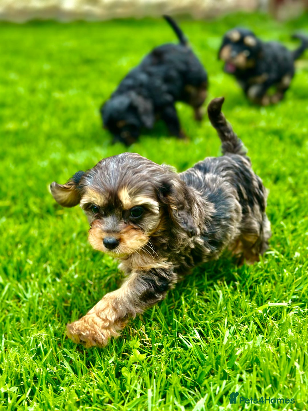 Cavapoo dogs for sale: Top Class Cavapoo pups double vaccinated! - Image 31