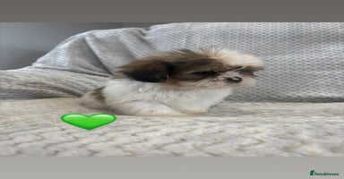Lhasa Apso dogs - Advert 7