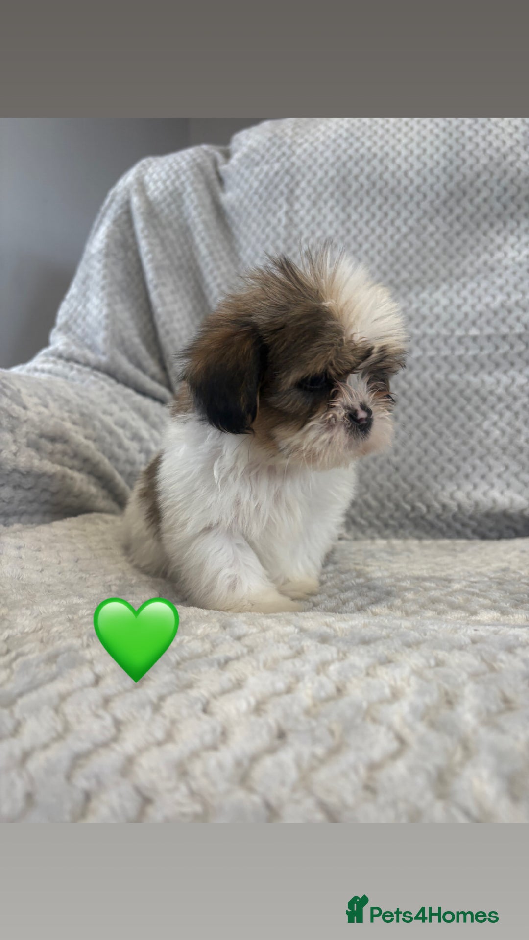 Lhasa Apso dogs for sale: Beautiful Lhasa Apso  - Image 3
