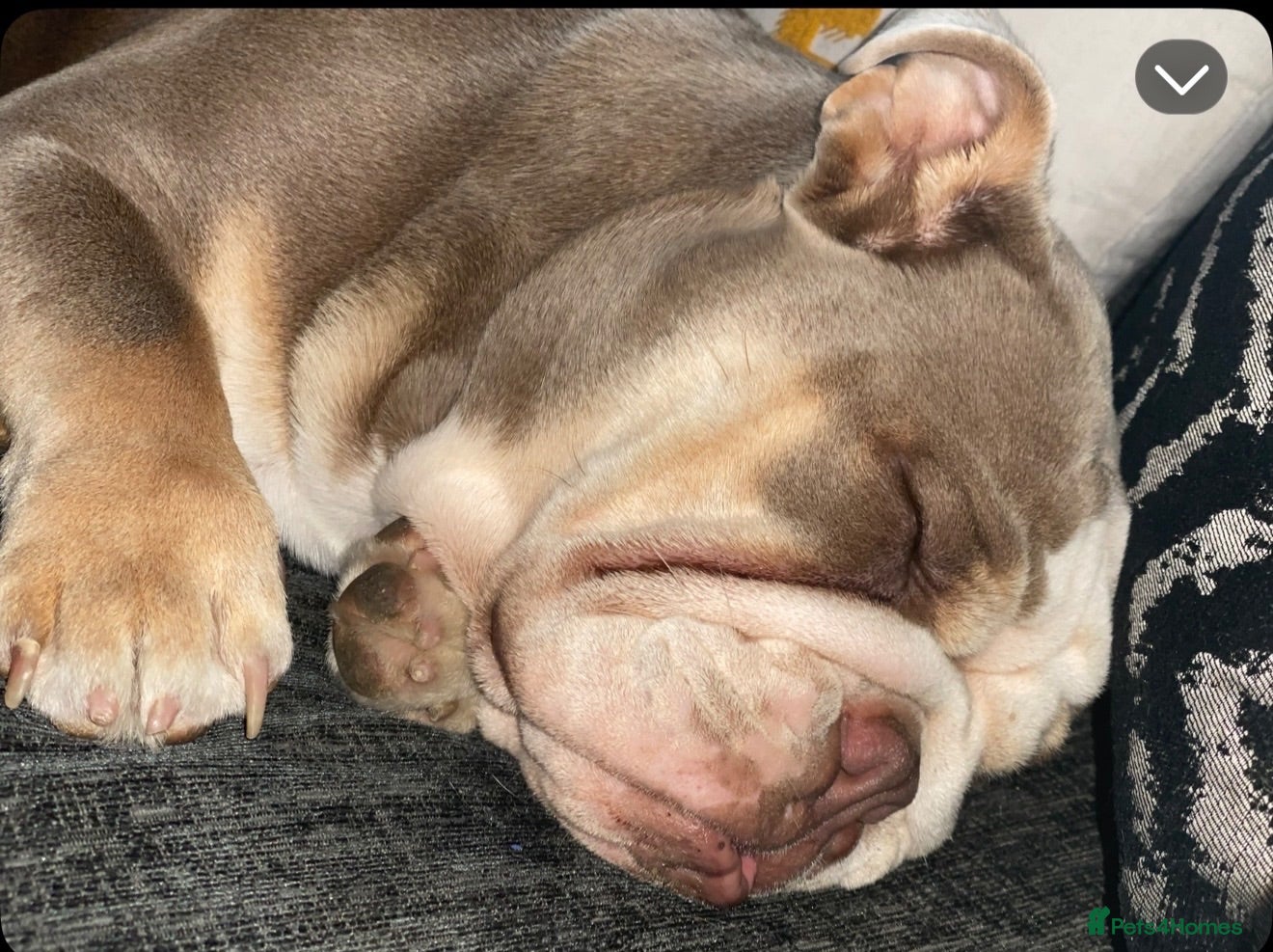 English Bulldog dogs English bulldog for sale PLEASE READ AD!  - Advert 11