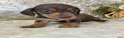 Miniature Dachshund dogs for sale: KC Miniature Smooth Coat Puppies - Advert 8