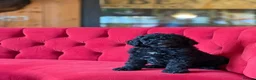 Bernedoodle dogs for sale: Ultra Bernedoodle 75% Bernese 25% Poodle - Advert 15
