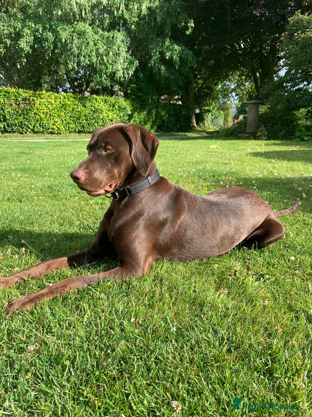 Mixed Breed dogs for sale: Beautiful Vizslador Needing a New Home   - Advert 3