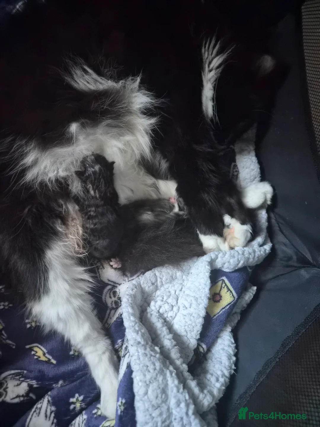 Mixed Breed cats for sale: Dark tabby female  in Exeter - Advert 2