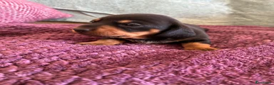 Dachshund 2