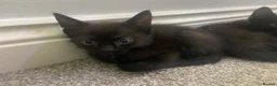 Mixed Breed cats for sale: Friendly and cuddly kittens 8 weeks in Swindon - Advert 6