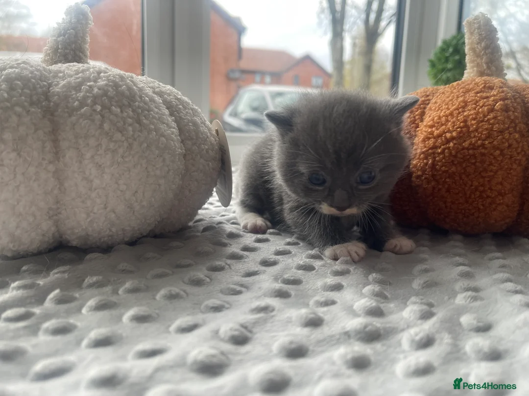 Mixed Breed cats for sale: All reserved  - Advert 10