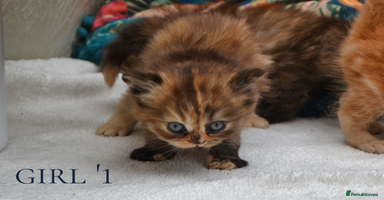 Exotic cats - Advert 14