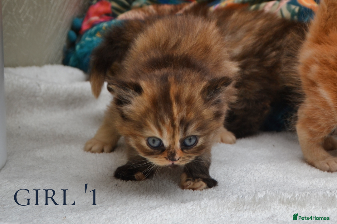 Exotic cats for sale: Stunning Persian Kittens!! - Image 3