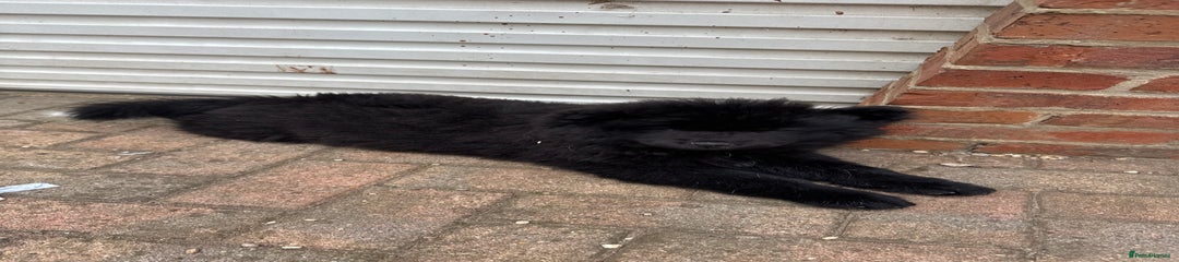🩷SWEET LITTLE GEM BLACK girl Chow Chow Puppy 5 💜