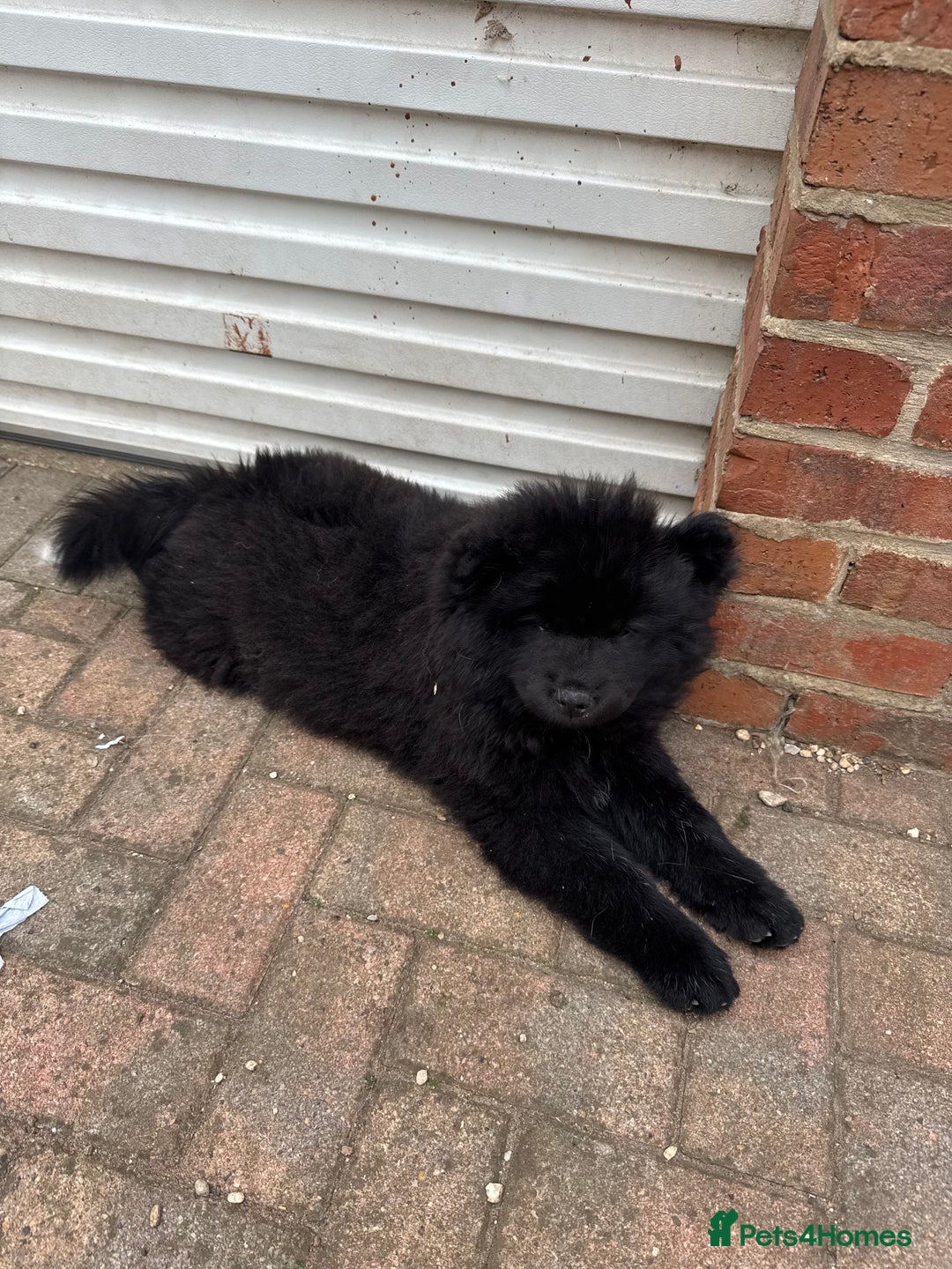 Chow Chow dogs for sale:  🐾 LAST TWO Ready to go STUNNING GIRL chow chows* - Image 24