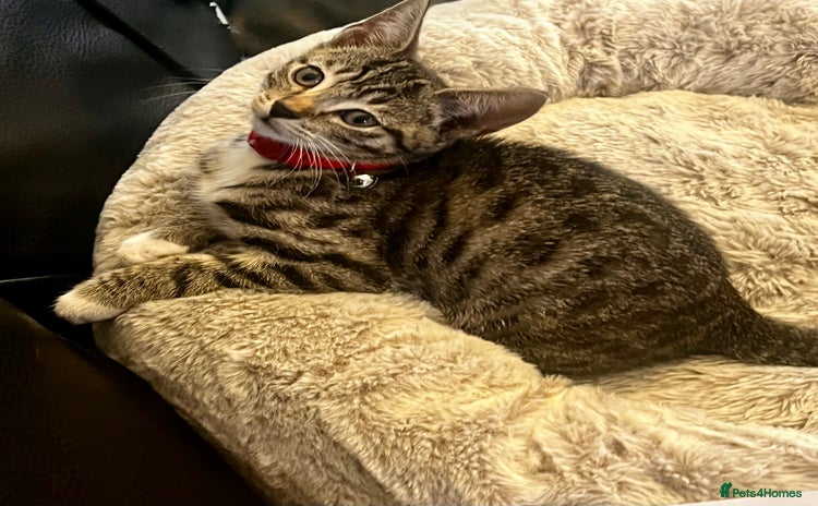 Mixed Breed cats - Advert 12
