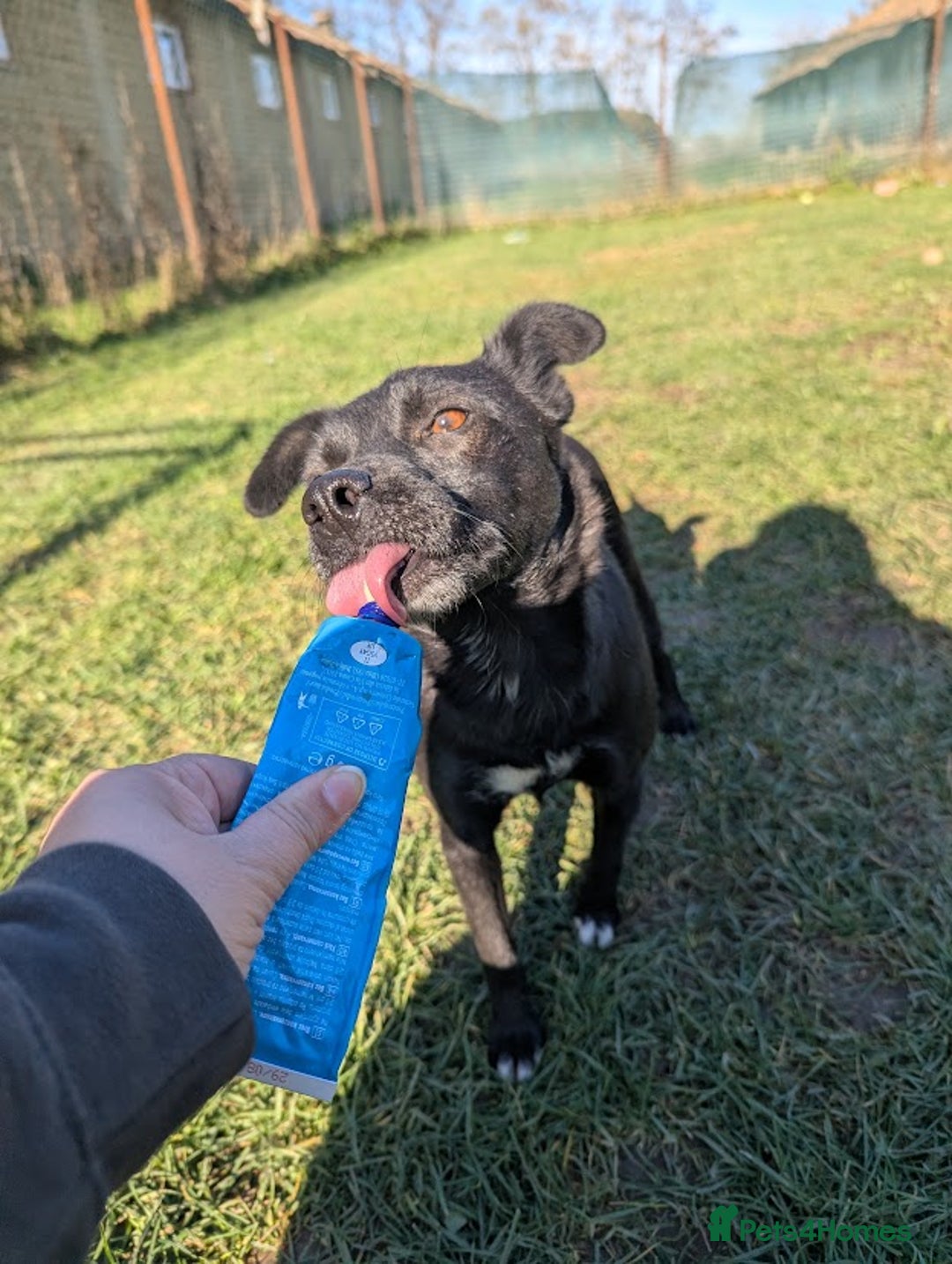 Mixed Breed dogs for adoption: Spirit for adoption - Image 6