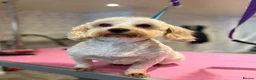 Shihpoo dogs for sale: 🩷Beautiful Shihpoo Puppies READY NOW 🧡 - Advert 11